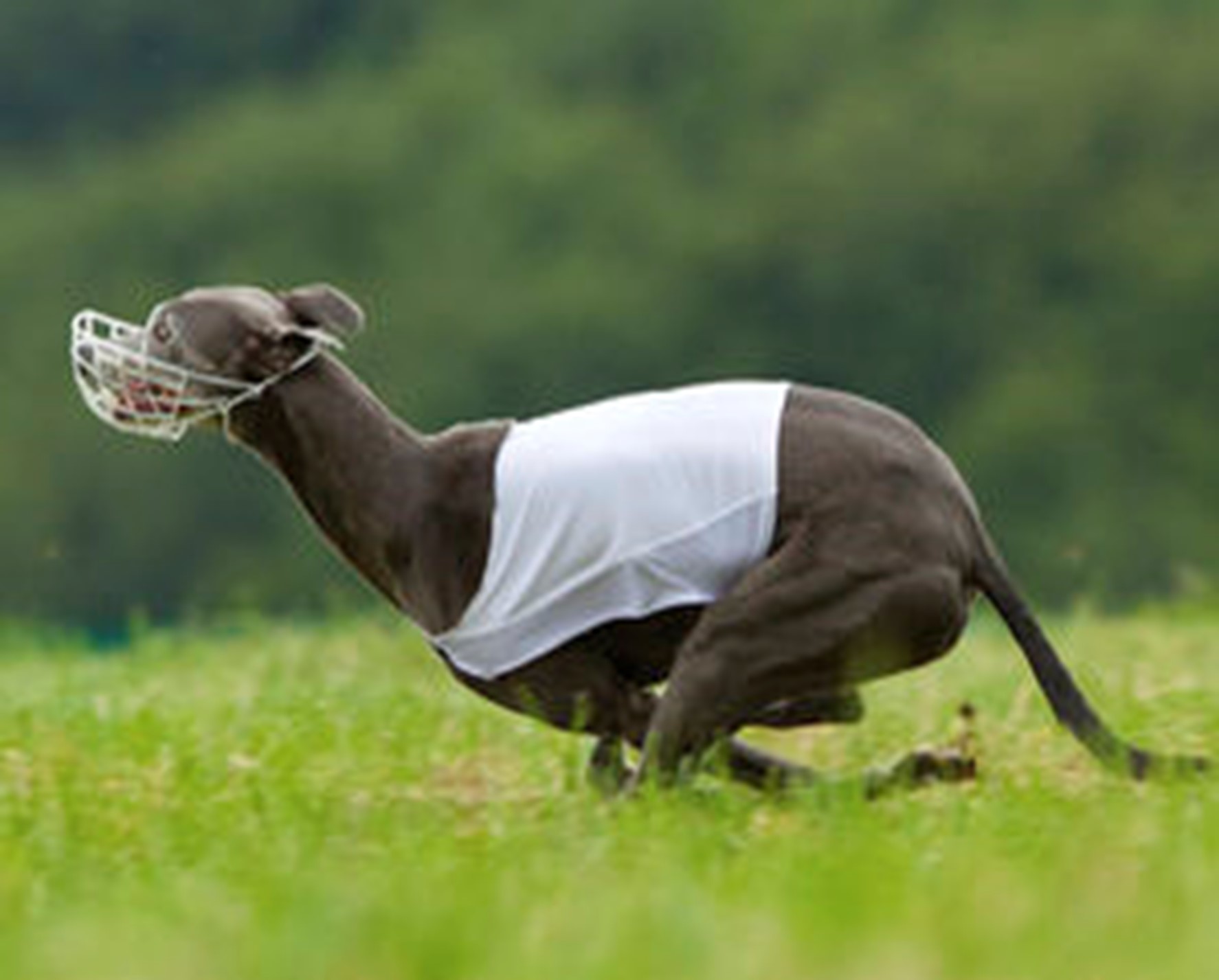 Bild von Black Beauty Pearl du Puits à Loups